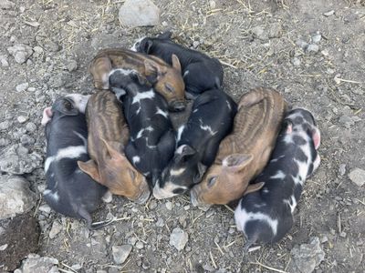 Weaner piglets