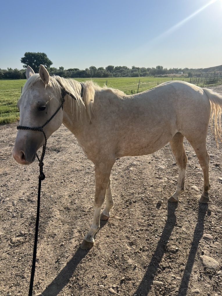 Palomino filly