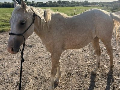 Palomino filly