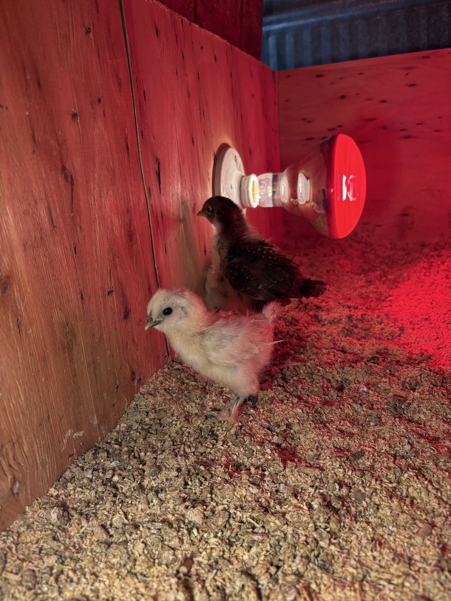 Silkie and Speckled Sussex