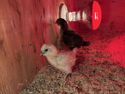 Silkie and Speckled Sussex