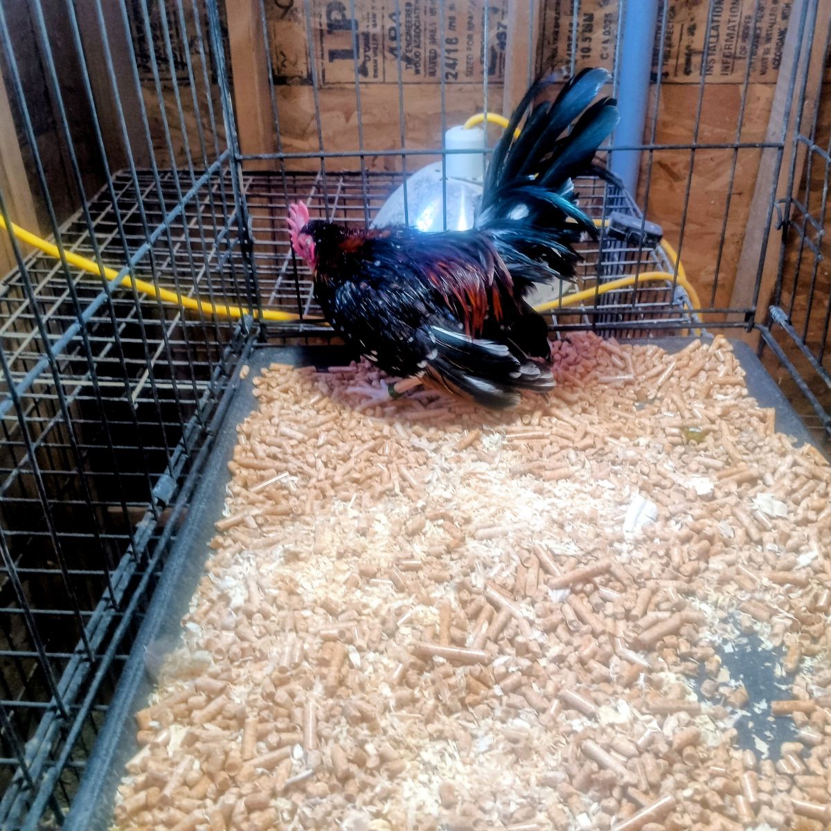 Aztecas have some excellent young aztecas for sale