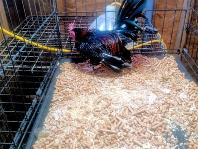 Aztecas have some excellent young aztecas for sale