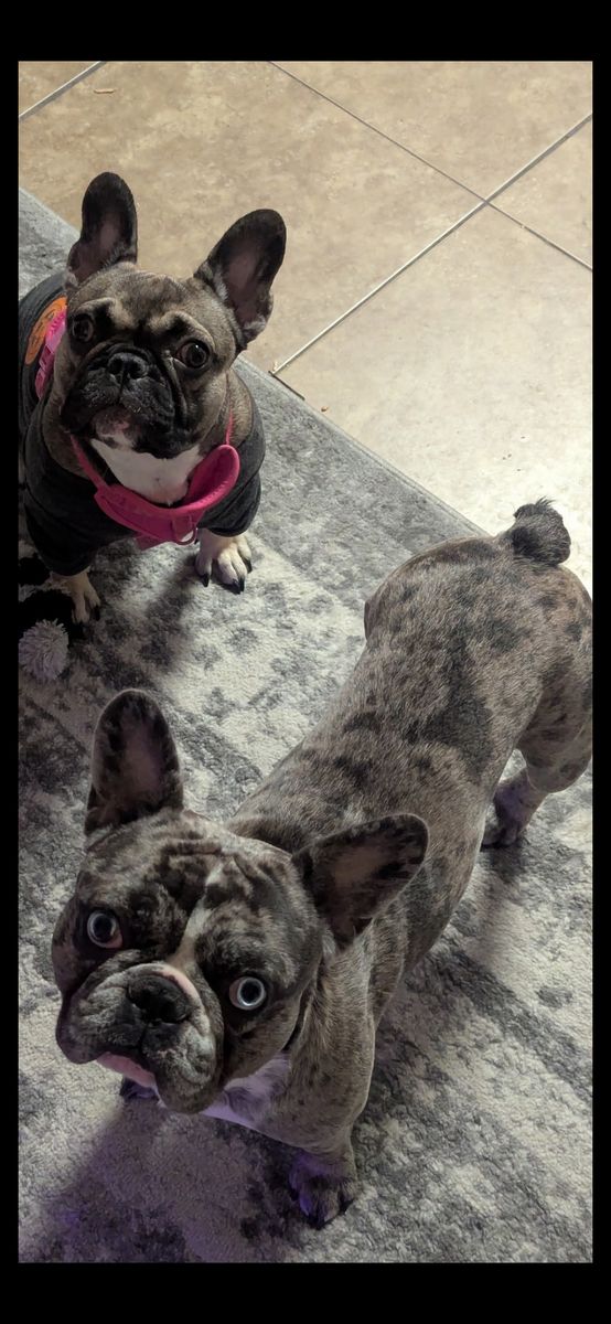 French Bulldog Puppies