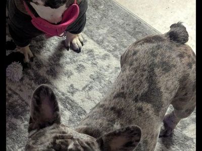 French Bulldog Puppies