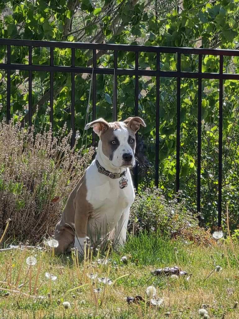 Pitbull mix