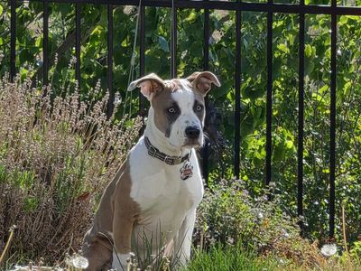 Pitbull mix