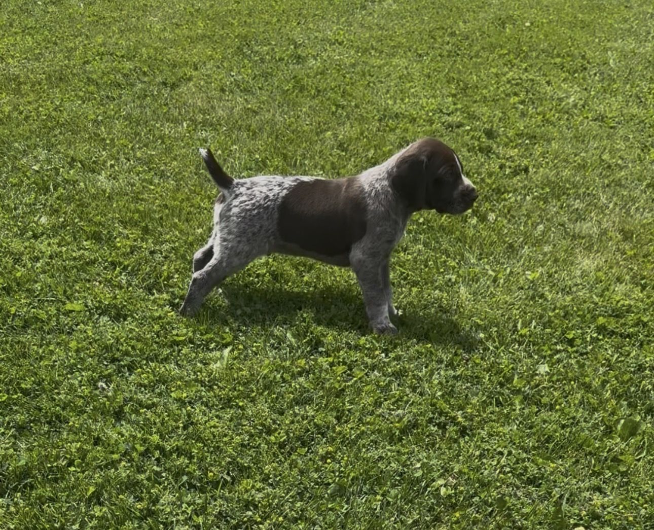 German Shorthaired Pointer Puppies
