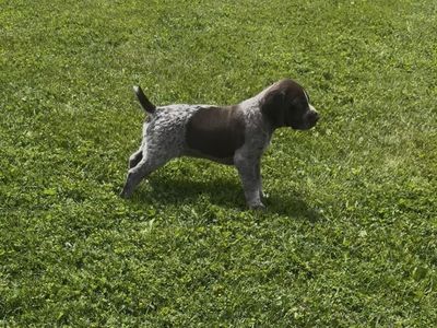German Shorthaired Pointer Puppies