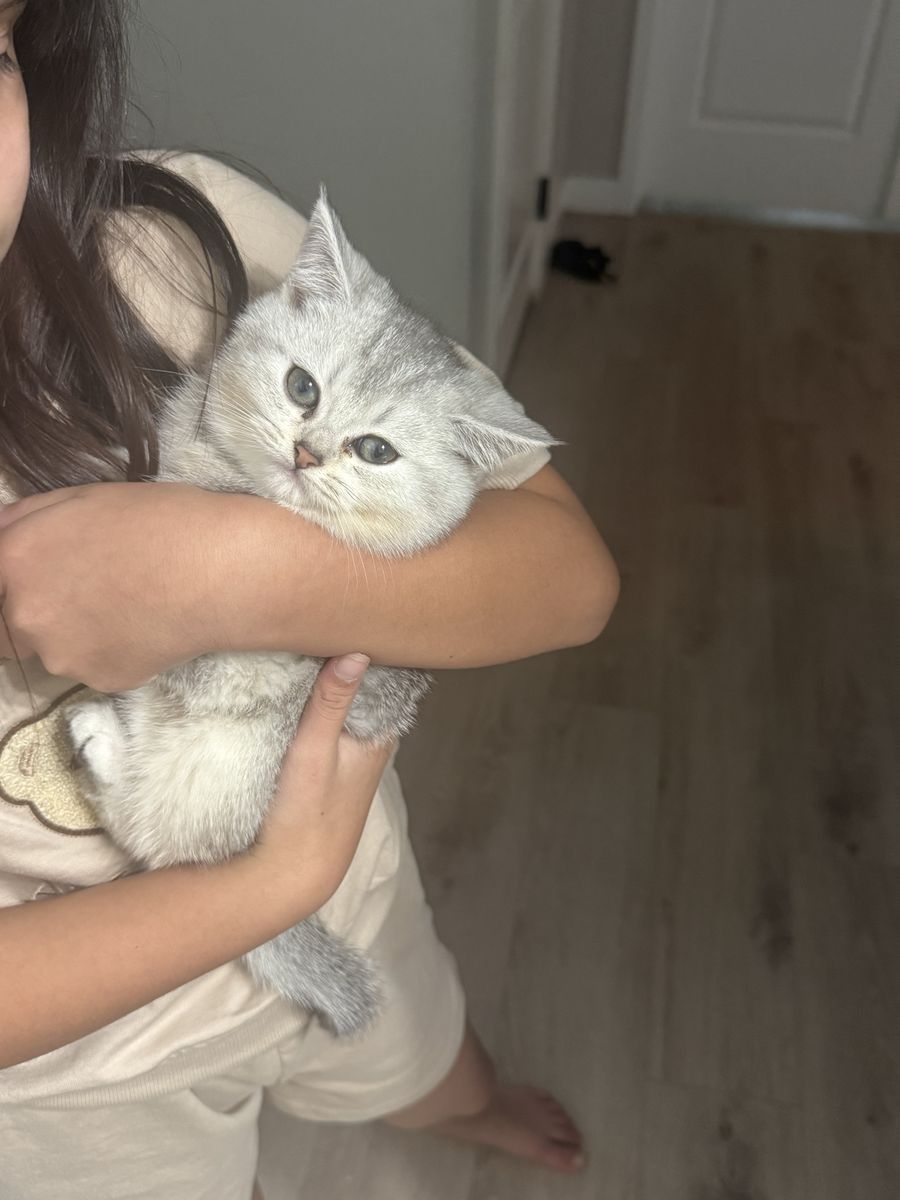 Adorable British Short hair kittens 