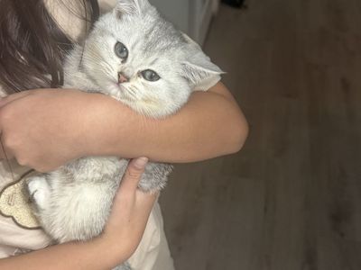 Adorable British Short hair kittens