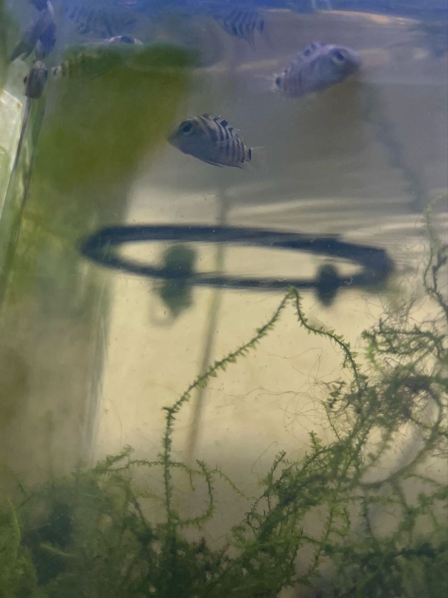 FREE Convict Cichlid Fry