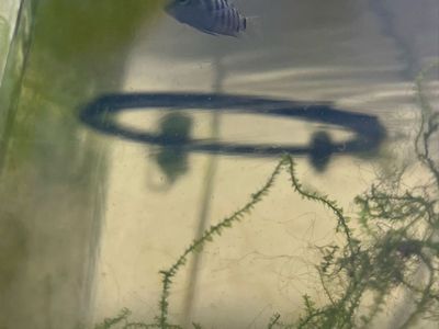 FREE Convict Cichlid Fry