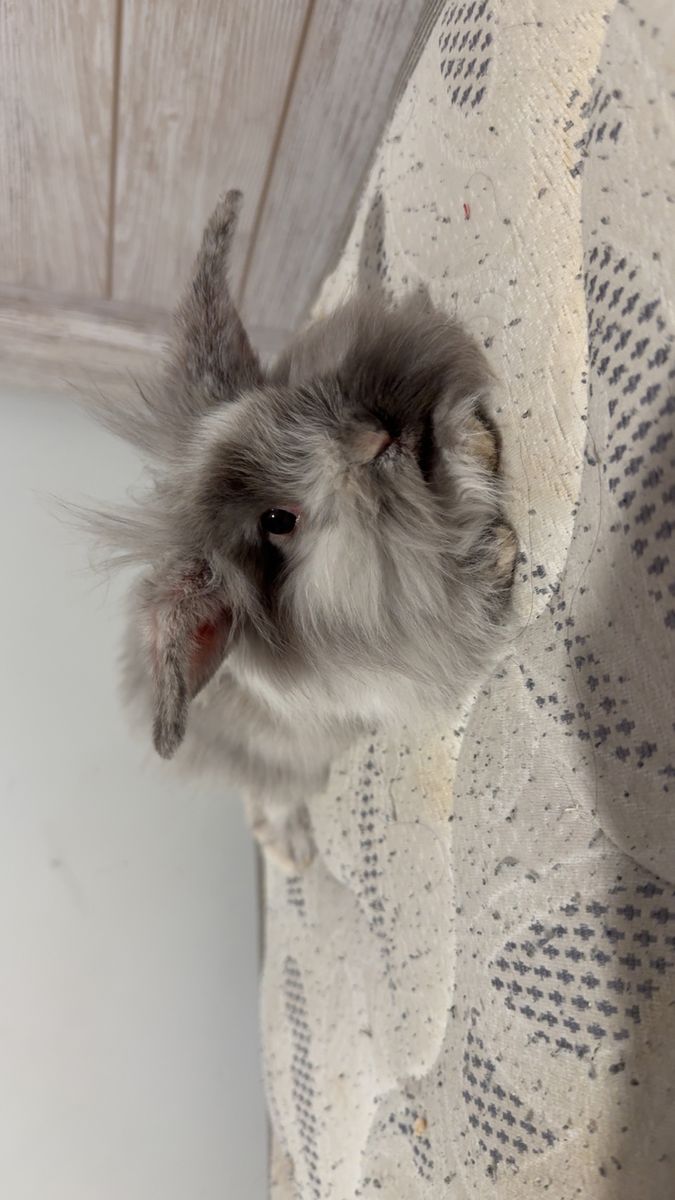 Two grey lionhead mixes