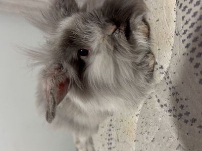 Two grey lionhead mixes