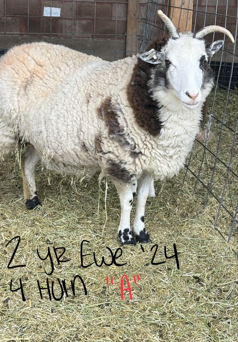 Jacob Sheep