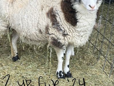 Jacob Sheep