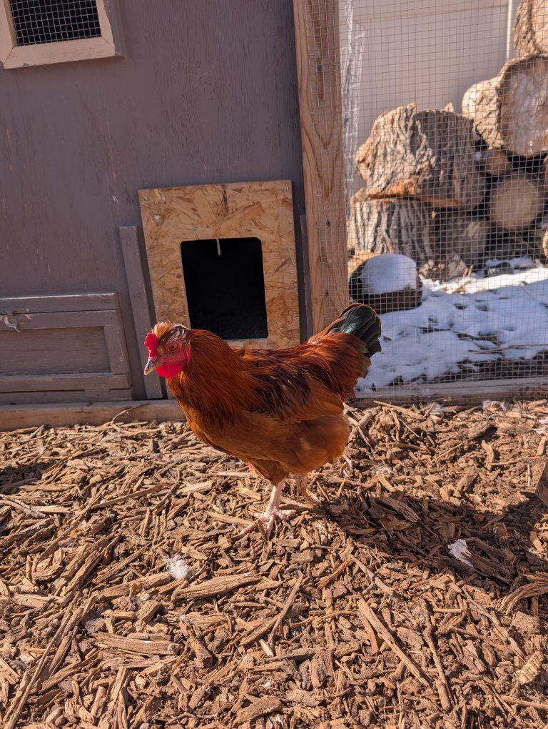 Free bantam rooster
