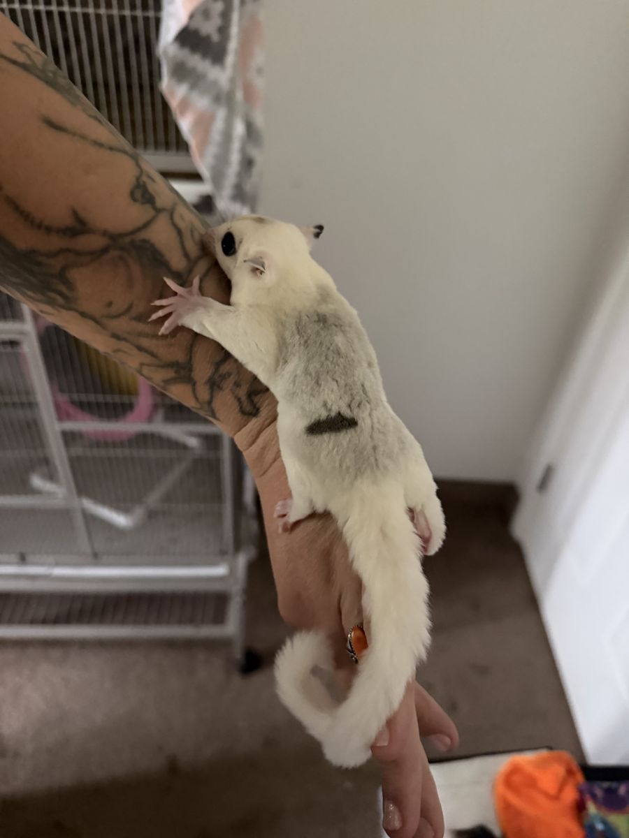 Wow pied Mosaic Female Sugar glider Joey