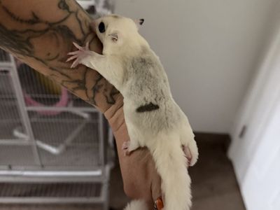 Wow pied Mosaic Female Sugar glider Joey