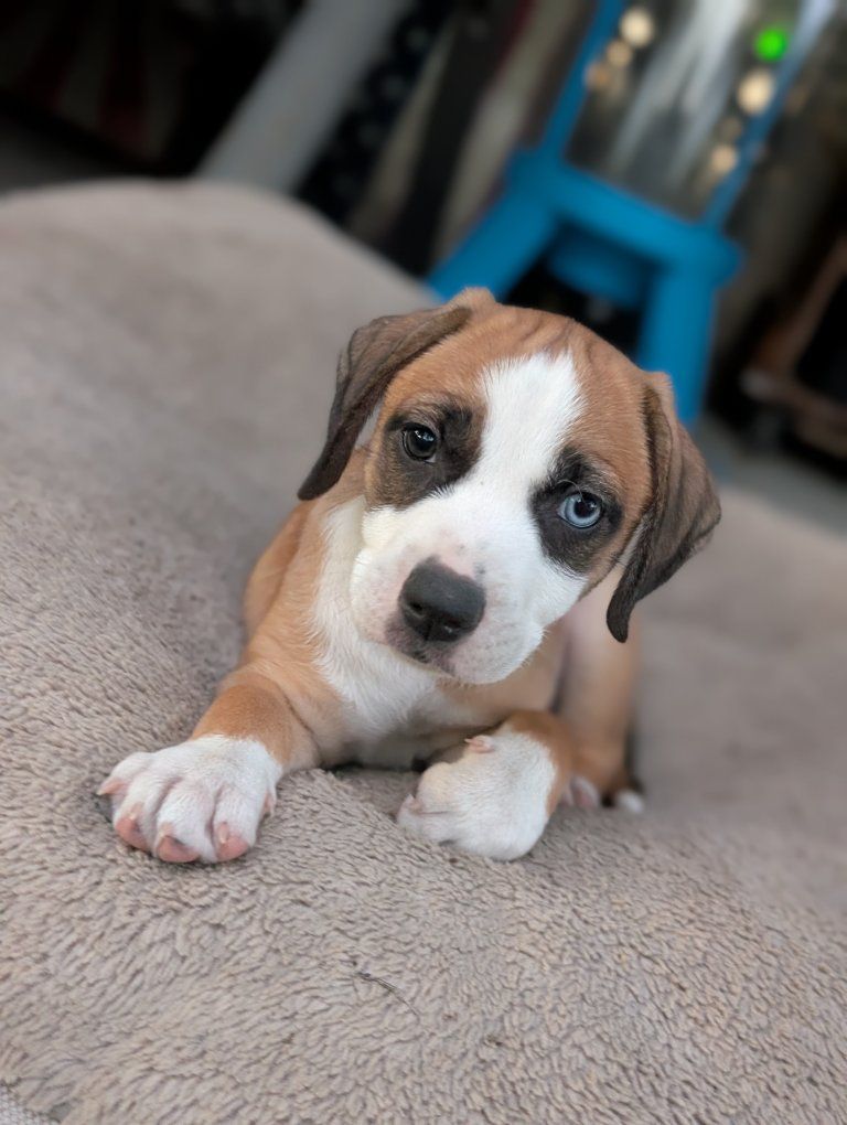 Black Mouth Cur/ Mini Aussie Mix