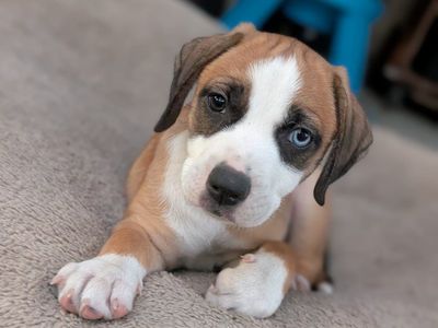 Black Mouth Cur/ Mini Aussie Mix