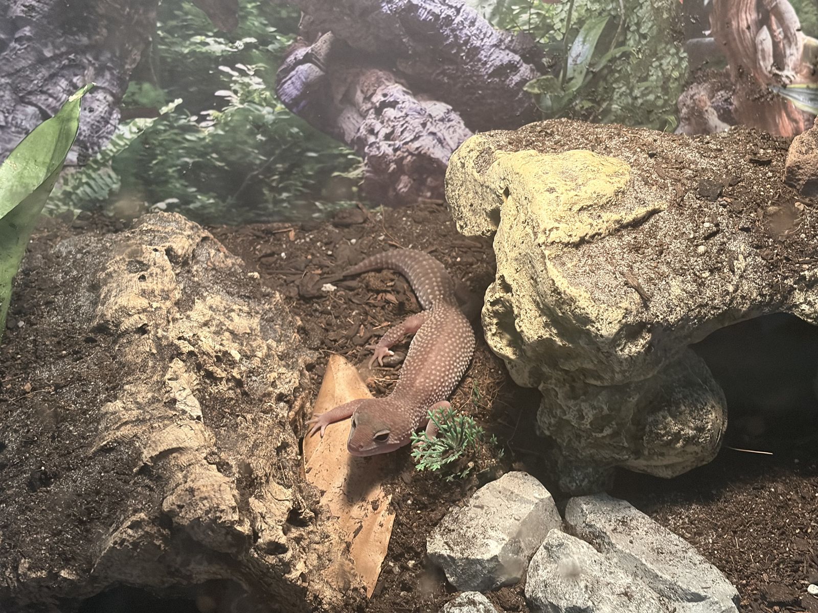 Paternless Murphey Gecko