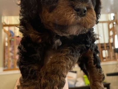 Cavapoo Puppies Hypoallergenic non-shedding 100% Clear Health