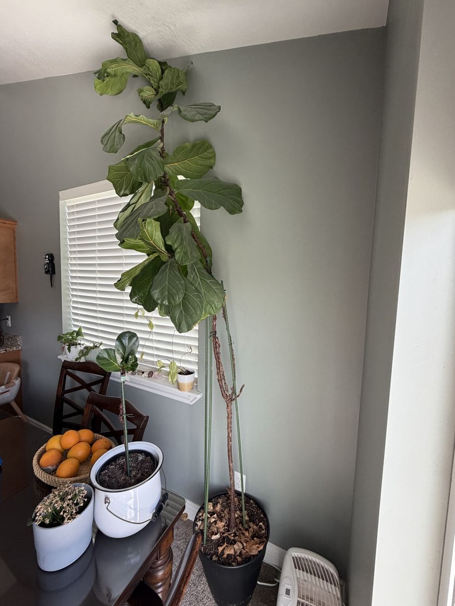 Large Fiddle Leaf Fig Tree (Ficus Lyrata) - Tall Indoor Houseplant