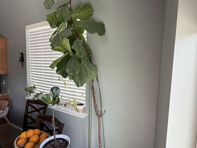 Large Fiddle Leaf Fig Tree (Ficus Lyrata) - Tall Indoor Houseplant