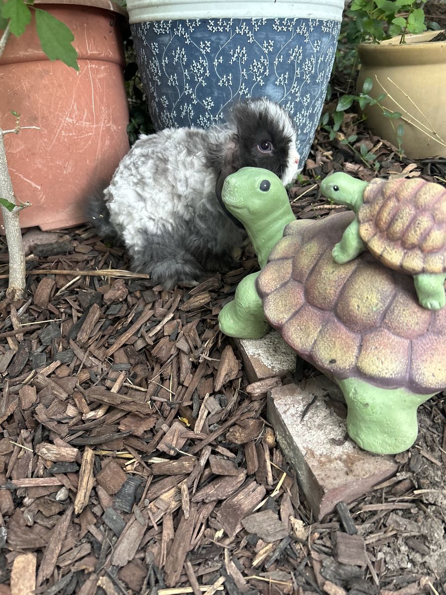 Fuzzy Holland Lop Buck $0