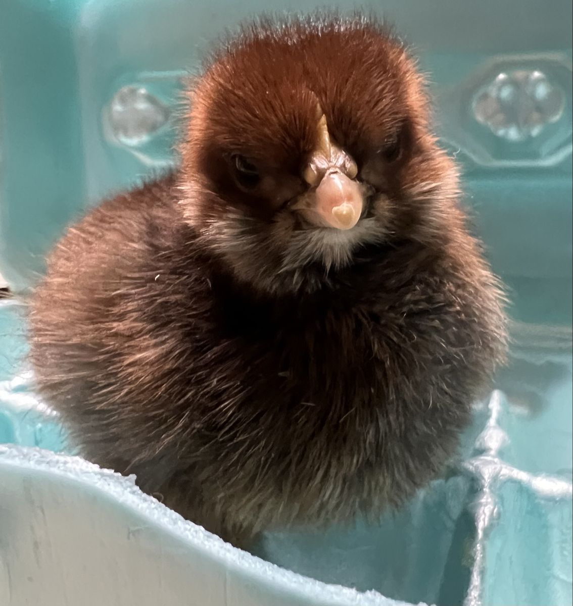 Two Olive Eggers x Ameraucana chicks