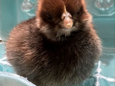 Two Olive Eggers x Ameraucana chicks