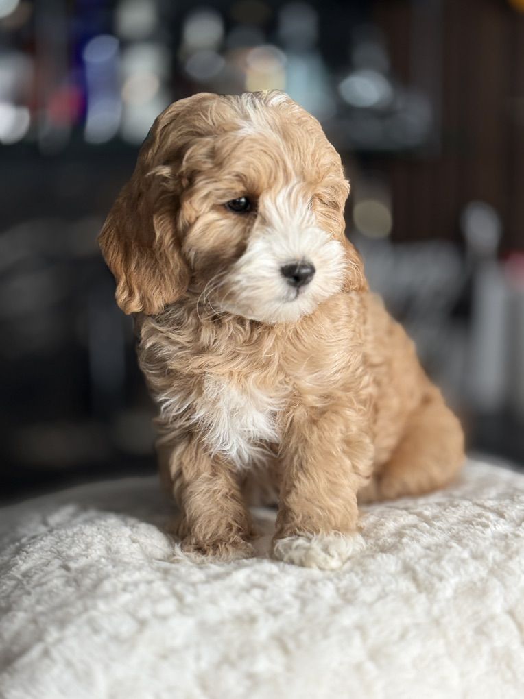 Gorgeous Tiny Goldendoodle Puppy