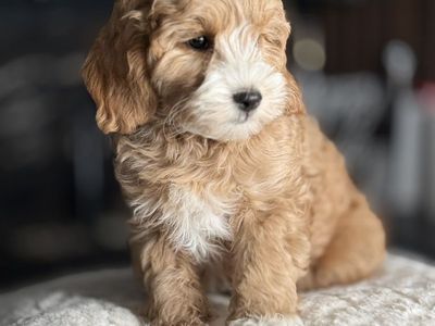 Gorgeous Tiny Goldendoodle Puppy