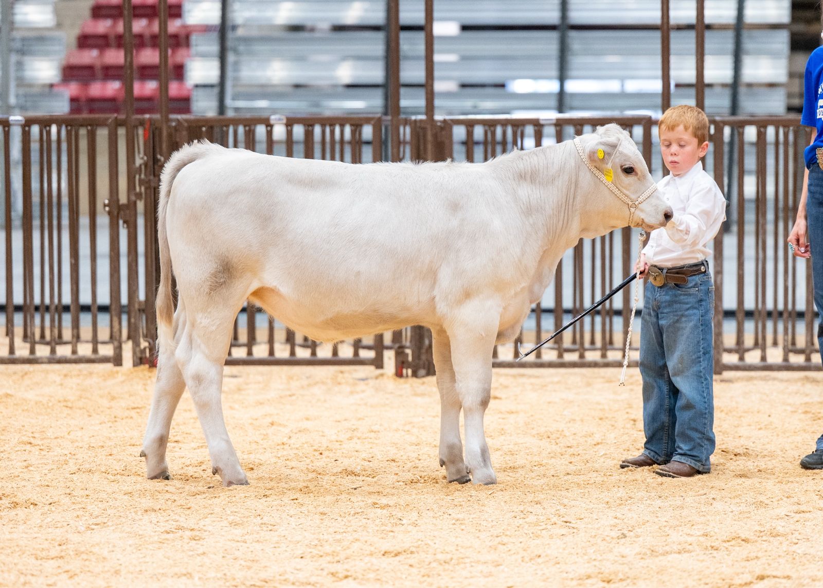 Freemartin Show Heifer