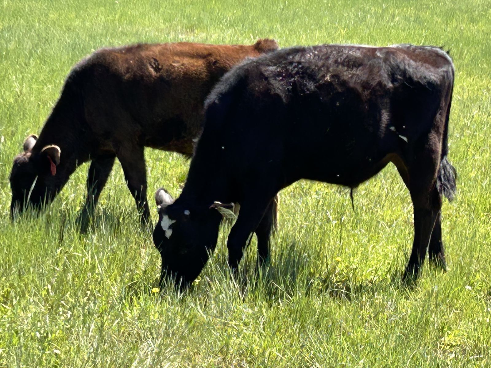 Angus - Holstein steer