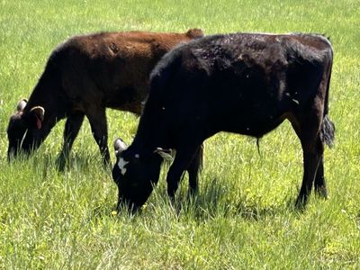 Angus - Holstein steer