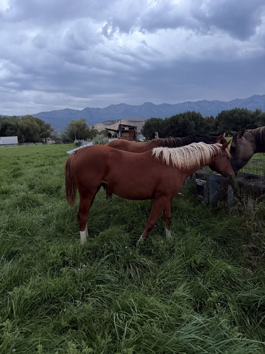 Papered yearling filly