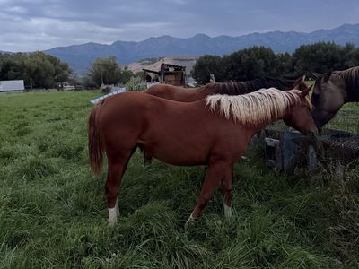 Papered yearling filly
