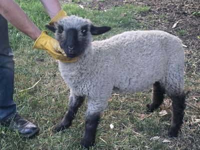 Lamb