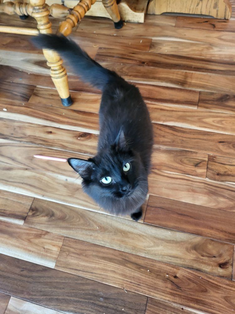 Free Female Cat