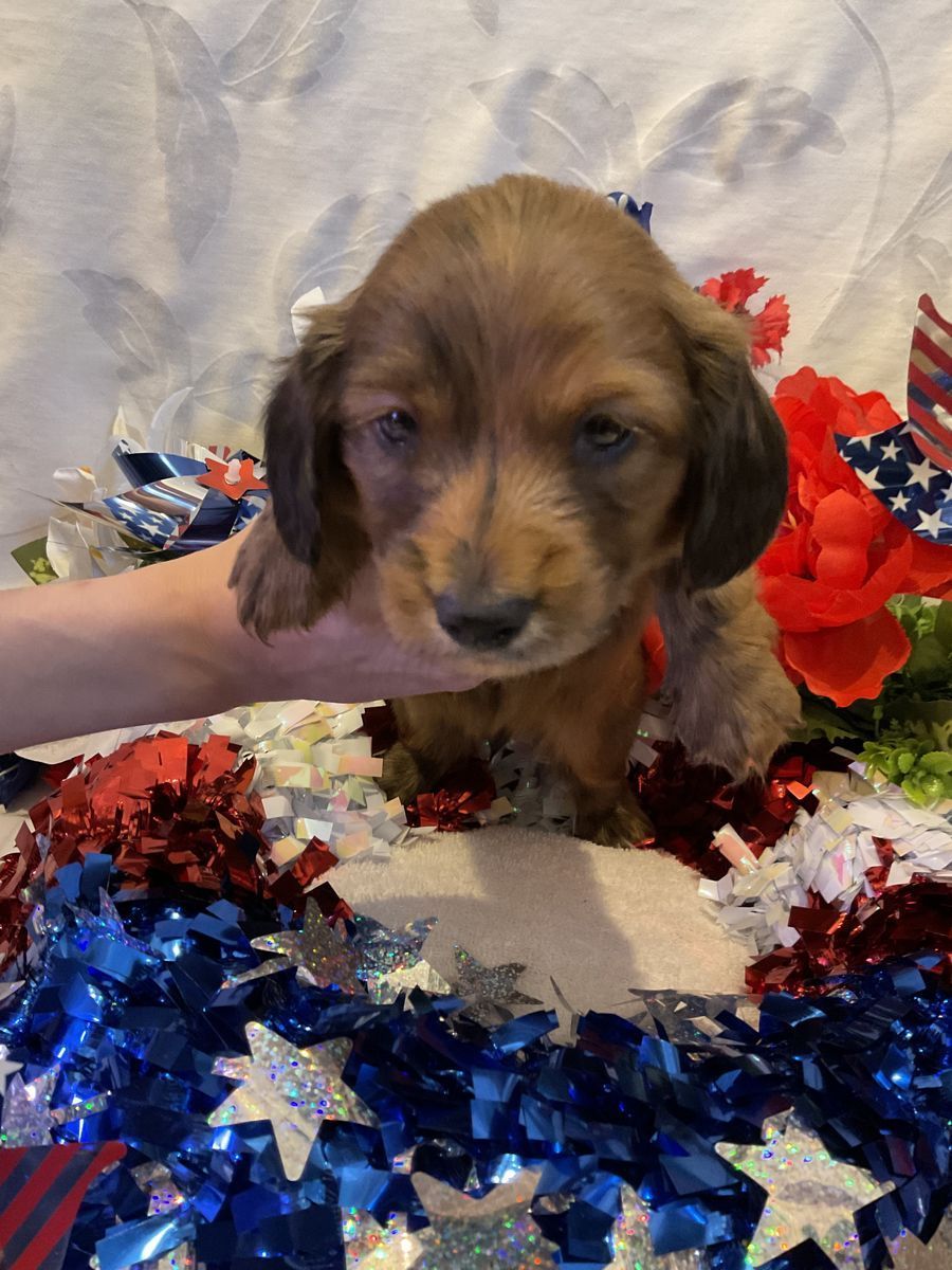 AKC Long Hair Male Miniature Dachshund