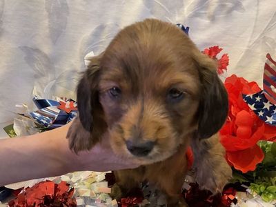 AKC Long Hair Male Miniature Dachshund