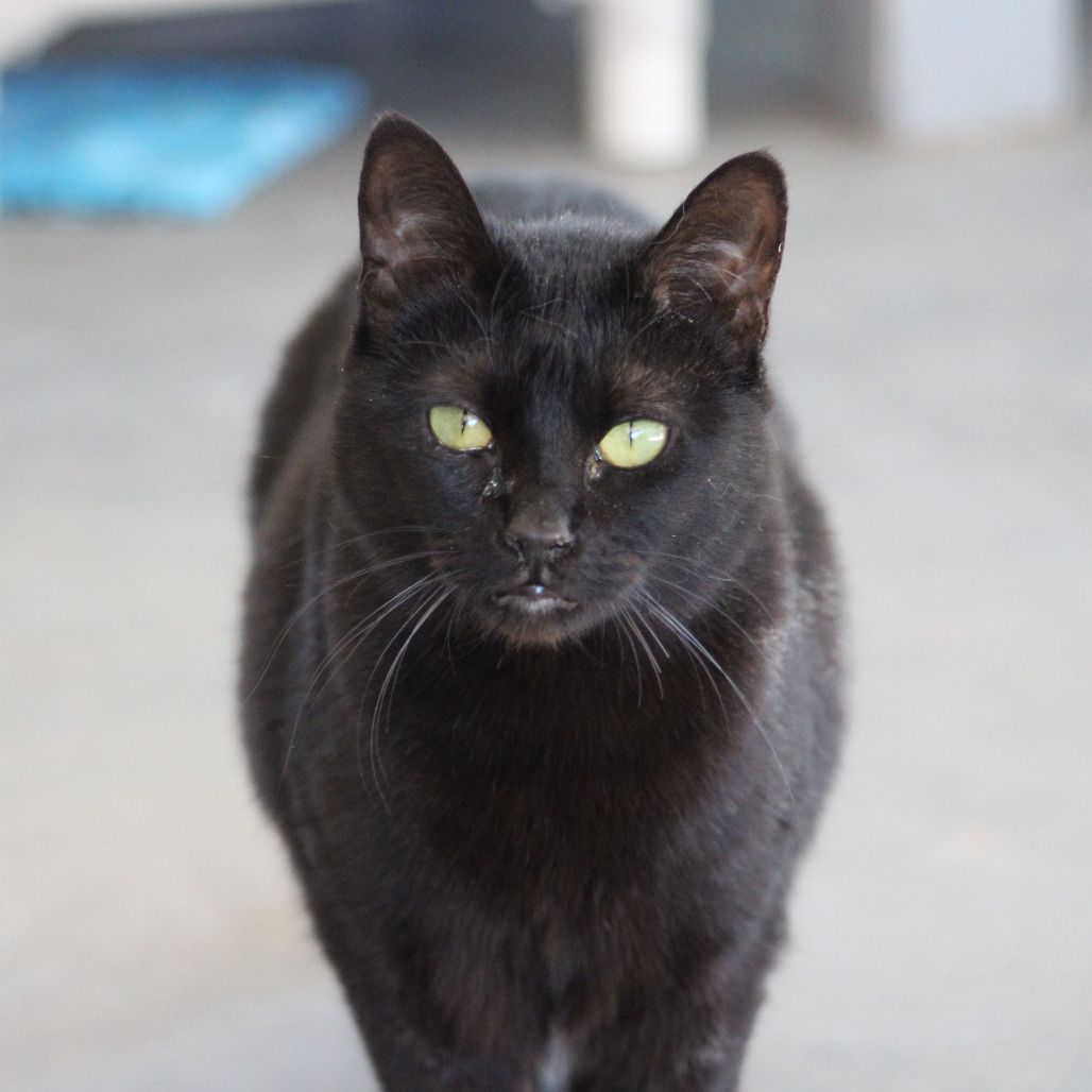 Hello my name is Sentra