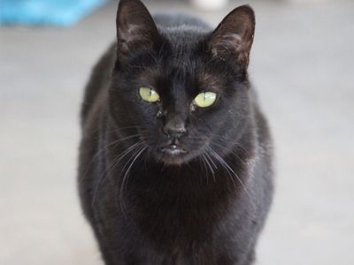 Hello my name is Sentra