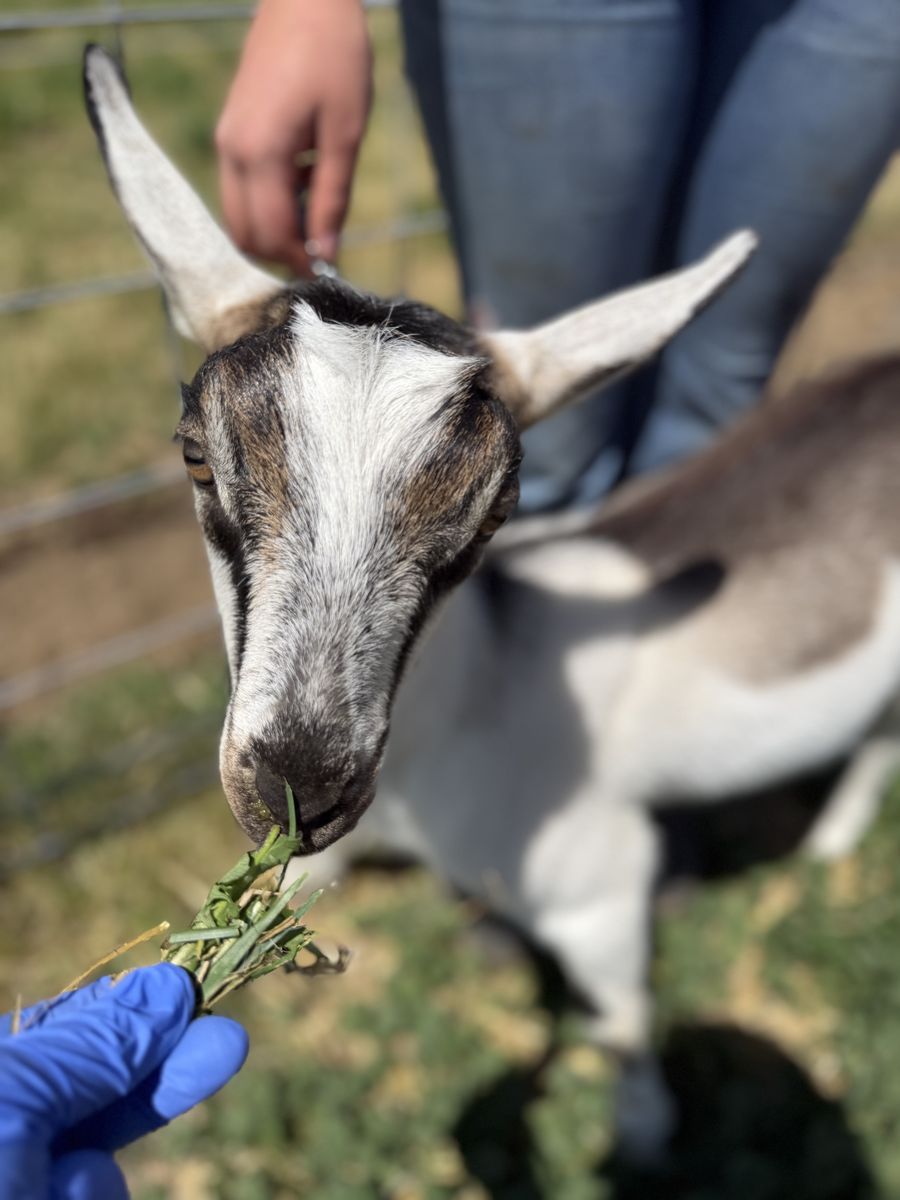 ADGA Registered Alpine Doe Goat~ Beautiful and High quality