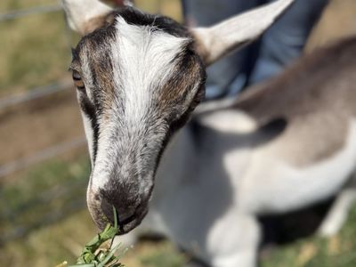 ADGA Registered Alpine Doe Goat~ Beautiful and High quality
