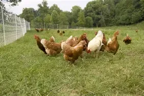 ISO Used Coop & Chickens