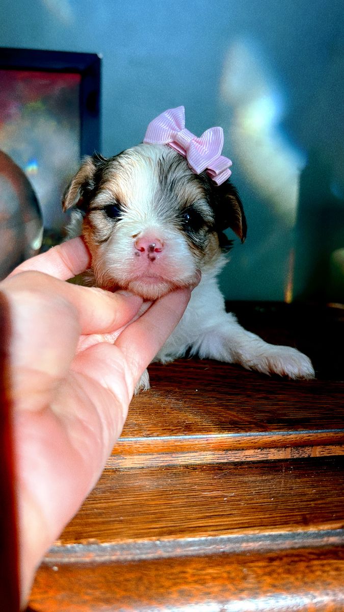 Merle Yorkies Puppies